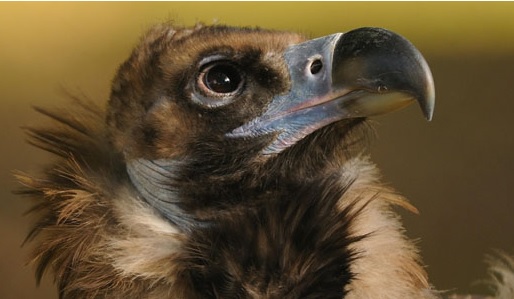 Los buitres son indispensables para el equilibrio de los ecosistemas