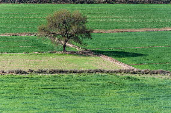 La biodiversidad del planeta bajo ‘mínimos’