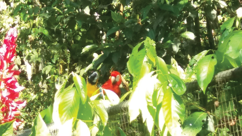 Cuatro guacamayos regresan a su hábitat natural en Napo