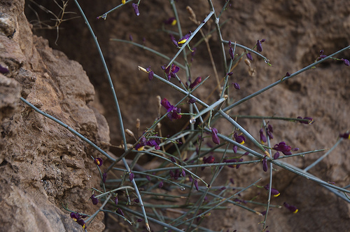 Polygala balansae: nuevo arbusto para Europa
