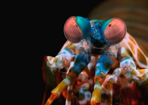 Nadie ve los colores como los estomatópodos (Stomatopoda) o gambas mantis