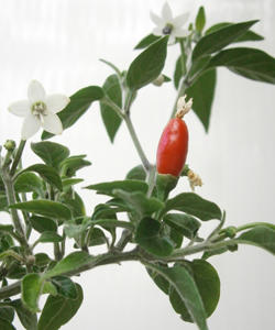 Los ecosistemas manipulados por la mano del hombre con mayor riesgo de plagas