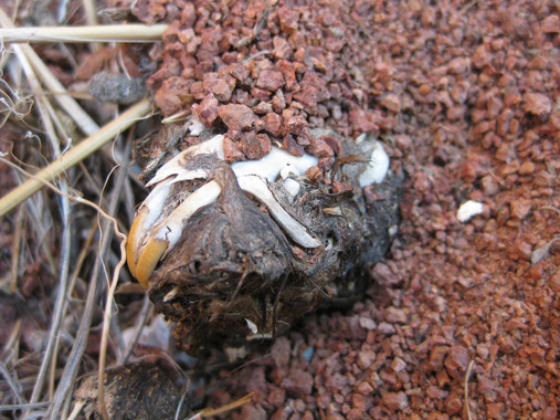 El vómito fosilizado de los búhos indica una altísima pérdida de biodiversidad