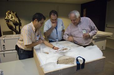 Llega al Parque de las Ciencias el Concavenator corcovatus