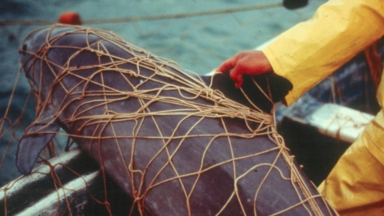 Salvando a la vaquita marina