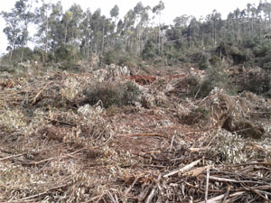 Tala ‘brutal’ en el monte Cotillo (Cantabria)
