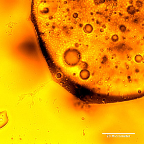 Hallada una bacteria que descompone el petróleo