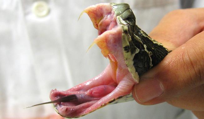 Seis venenos de serpiente y la historia evolutiva