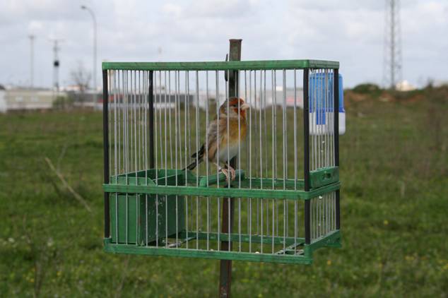 Andalucía ‘afeada’ por Europa por autorizar el silvestrismo