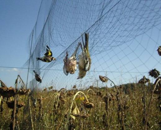 Sevilla. Dos imputados por cazar con redes ilegales aves insectívoras protegidas