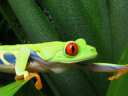 Conservación y protección de la biodiversidad en España