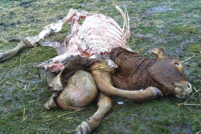 Medio de comunicación aumentan la presión sobre el lobo