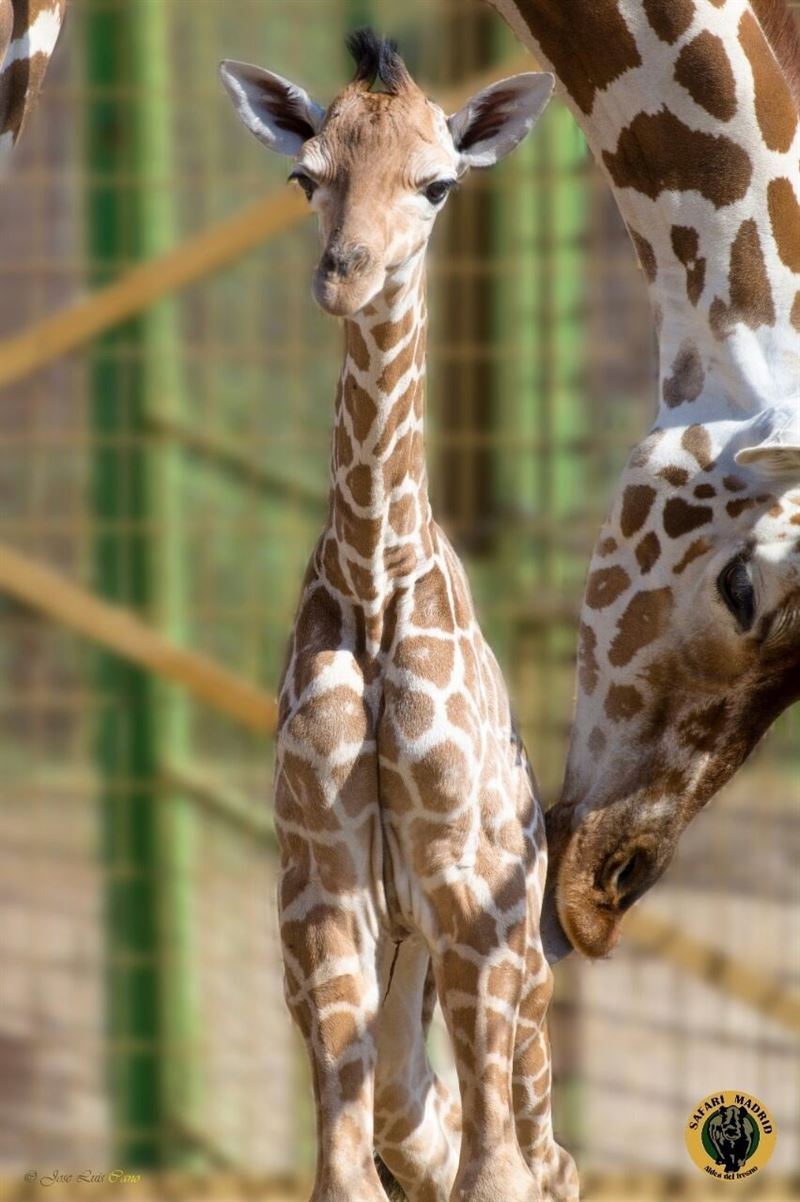 Nace en Safari Madrid el primer ejemplar de jirafa en 15 años