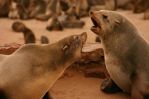 Canadá defiende la captura de focas porque "no se cazan crías" y porque es una actividad "sostenible" y "controlada"