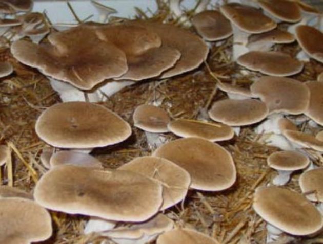 Estudian la mejora de la producción de setas mediante tratamientos selvícolas en el monte