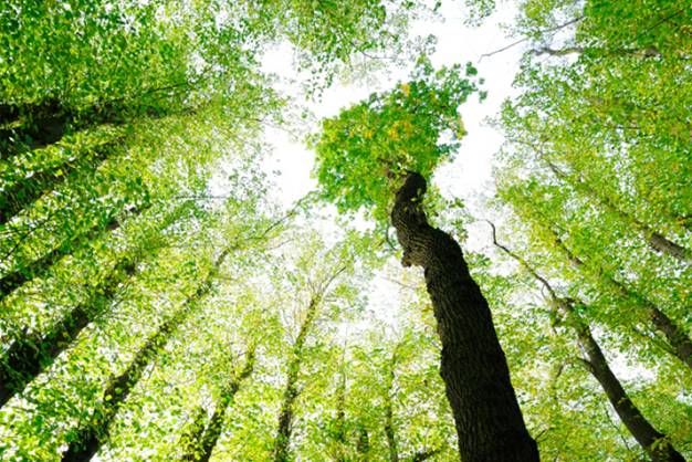 Curso de Evaluación del Impacto Ambiental