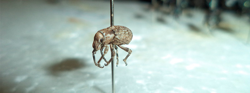 El demandante mundo de la entomología forense