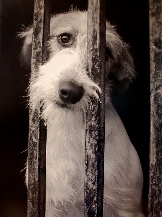 Sanciones por maltratar animales