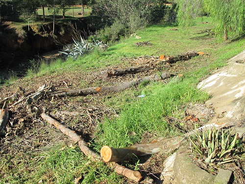 Talan 50 pinos en el Barranc de la Font de la Canyada y perjudican gravemente su dinámica natural