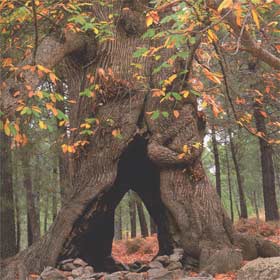Madrid clona 40 árboles singulares de la región