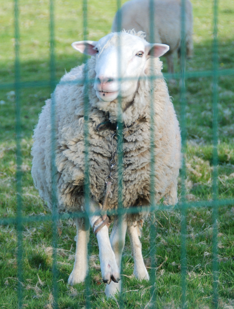 "El Observatorio Justicia y Defensa Animal alerta del aumento de casos de animales obligados a portar elementos inmovilizadores en sus patas"