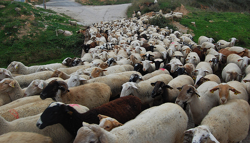Lleida recupera la cabra catalana