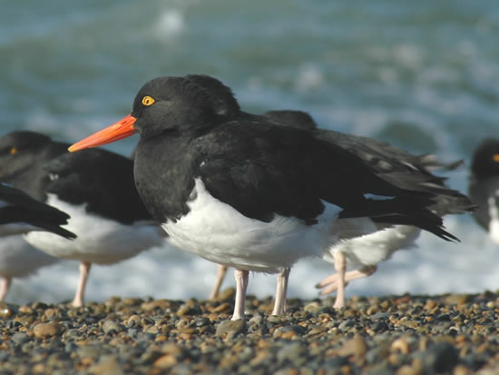 Guía de recursos del CEIDA en Galicia el Día Mundial de los Humedales 2013