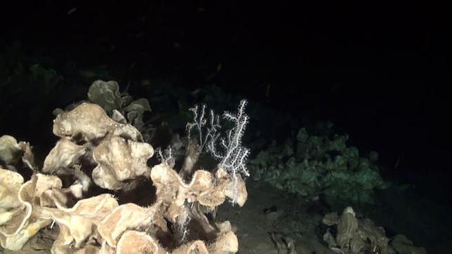 Un ‘Jurassic Park’ de… esponjas en el Mediterráneo