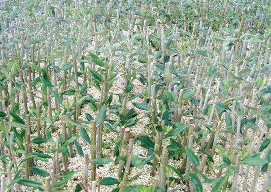 Un compuesto orgánico ayuda a enraizar los olivos ecológicos