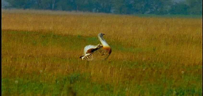 Andalucía destina 234 millones en ayudas agroambientales para más de 18.000 beneficiarios