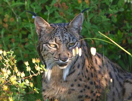 Técnicos de Medio Ambiente liberan a dos de los linces introducidos en Guadalmellato (Córdoba)