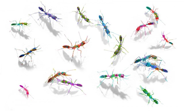 Las hormigas se comunican con un alfabeto de olores