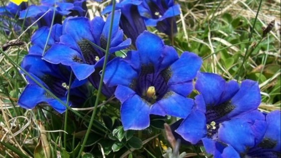 Perú lucha contra el robo de especies nativas de flora