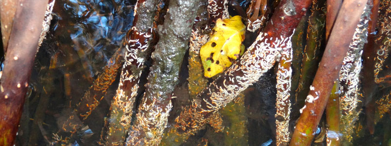 El impacto ambiental del serpúlido rosa