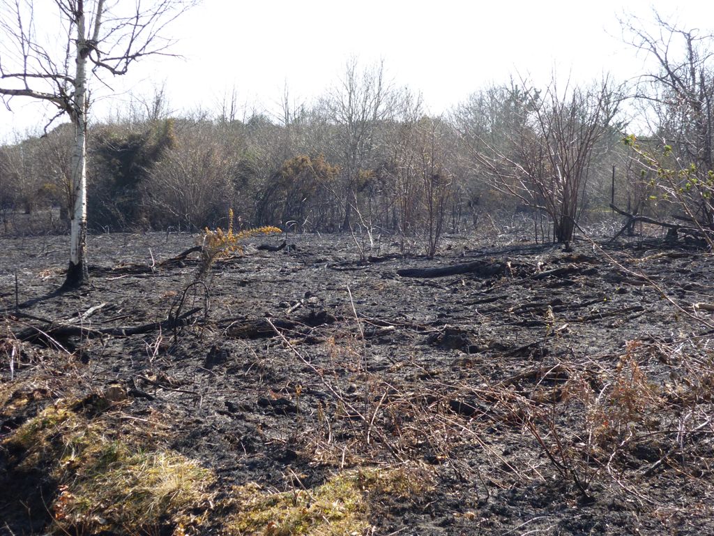 Asturias. Los ecologistas se oponen al archivo de los expedientes de acotamiento de pastos solicitado por el ayuntamiento de cangas del narcea.
