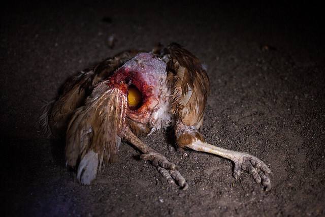 Maltrato animal en granjas de huevos ecológicas en Alemania (vea video)