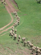 Andalucía ‘mete en el cajón’ a las vías pecuarias en su 20 aniversario