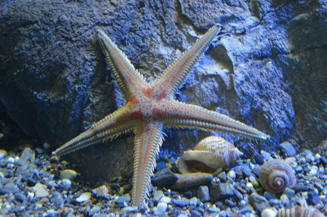 La estrella de mar puede generar un catástrofe ecológica