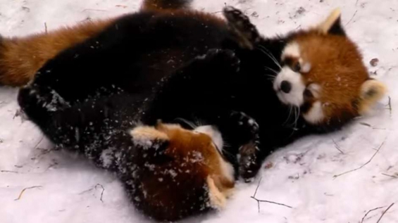 EEUU. Aparecen 2 cachorros de panda rojo en Cincinnati