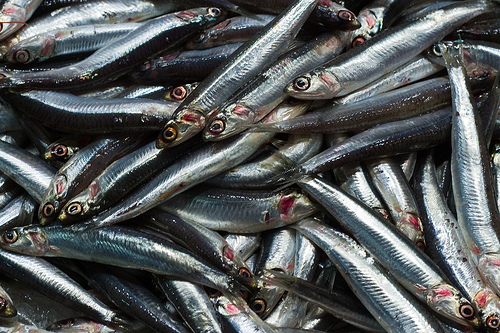 Oceana pide máximo control para la costera de la anchoa