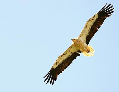 Asturias. Los ecologistas exigen a los alcaldes que condenen los delitos contra la fauna por veneno.
