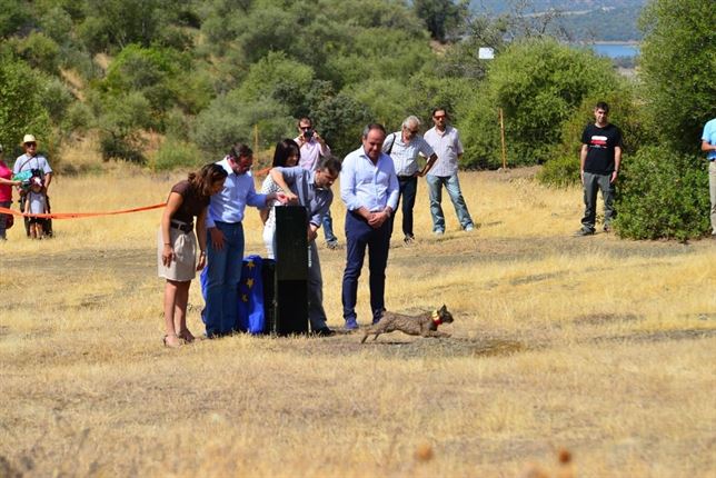 Liberado el primer lince tras rebajar la especie su nivel de amenaza