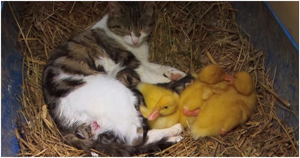 Las 10 amistades más desparejas