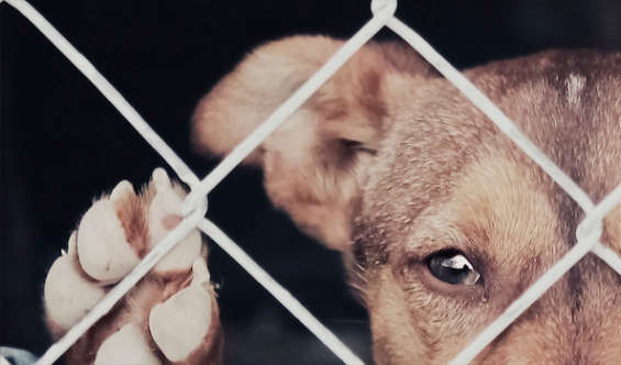 Argentina. Realizan el primer juicio por maltrato animal en San Juan