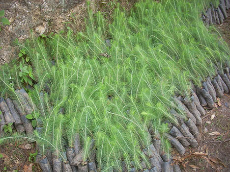 Es Restauración Ambiental cualquier Intervención en el Medio Natural