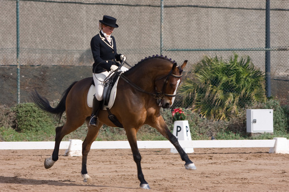 Innovador método permite identificar mejor la habilidad de un caballo para la doma