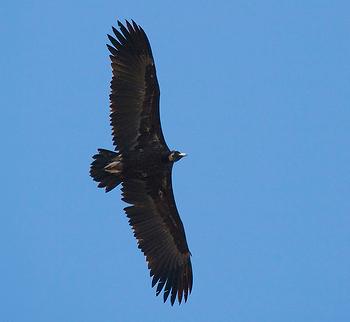 Alza el vuelo el primer buitre negro nacido en un siglo en Cataluña