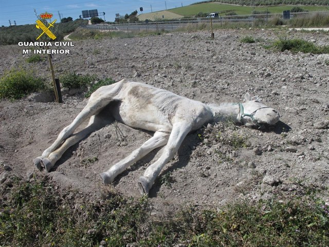 Imputado por abandonar hasta la muerte a una yegua en Estepa