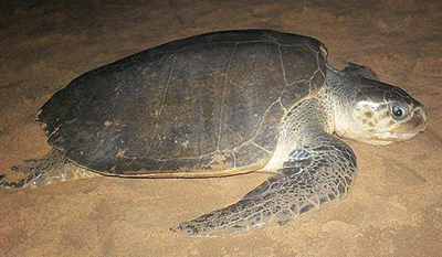 Un pescador paquistaní rescata una tortuga olivácea de morir entre plástico