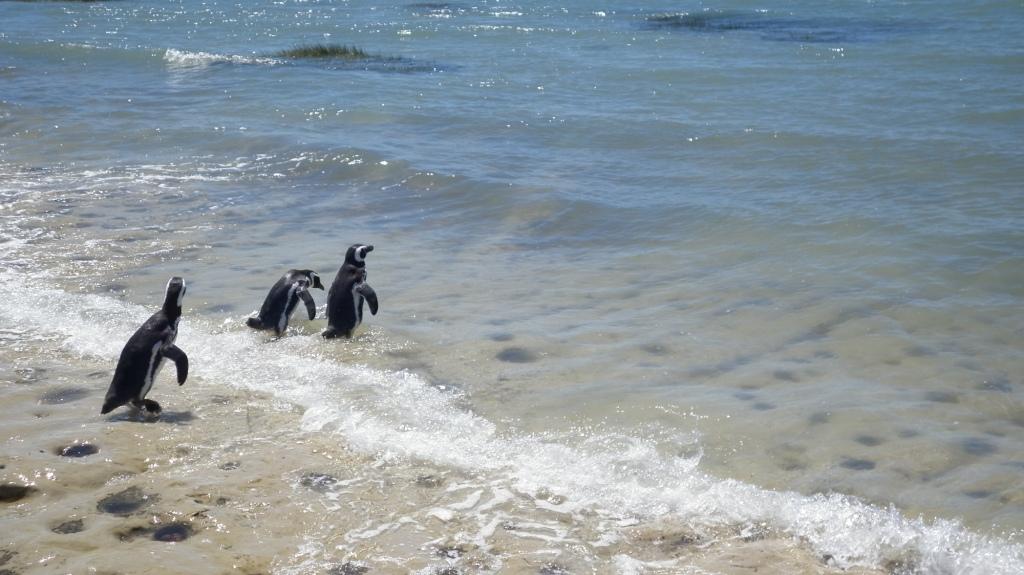 21 pingüinos devueltos a su hábitat natural